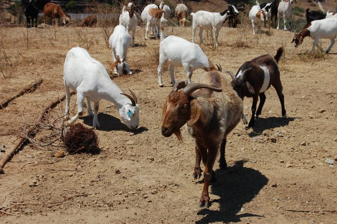 Members in the News: 4-legged employees spotted at Holy Cross Cemetery